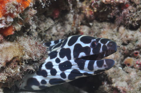 Curtin Artificial Reef Dive Site - E Caravan Parks 2