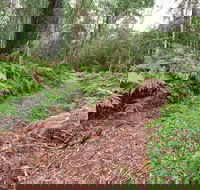 Forest Walking Track Gibraltar Range National Park - E Caravan Parks