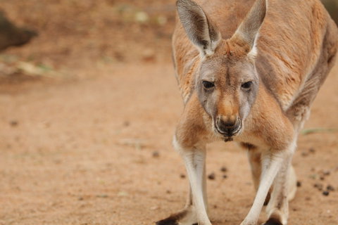 Perth Zoo - E Caravan Parks 1