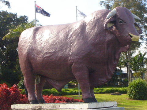 Rockhampton Bull Statues - E Caravan Parks 1