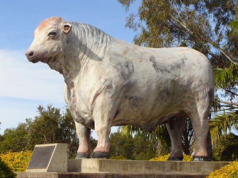 Rockhampton Bull Statues - E Caravan Parks 2