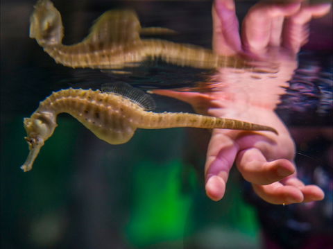Seahorse World - E Caravan Parks 0