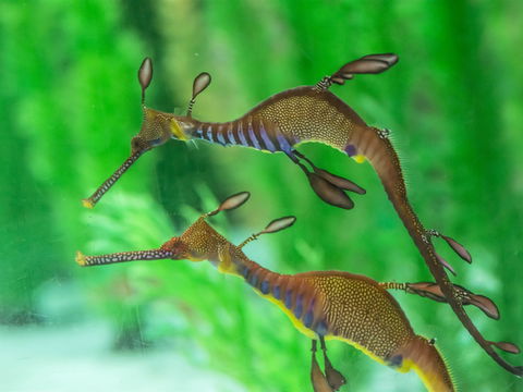 Seahorse World - E Caravan Parks 1