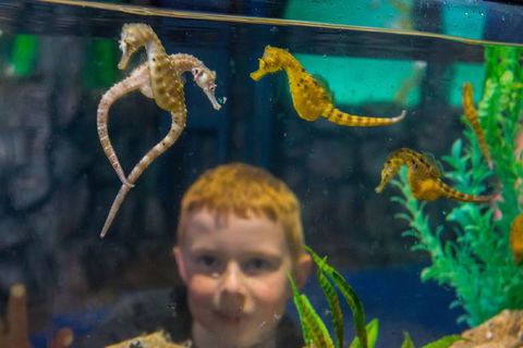 Seahorse World - E Caravan Parks 2