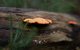 The Briars Park Walking Trails - thumb 1