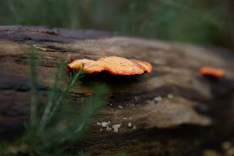 The Briars Park Walking Trails - E Caravan Parks 1