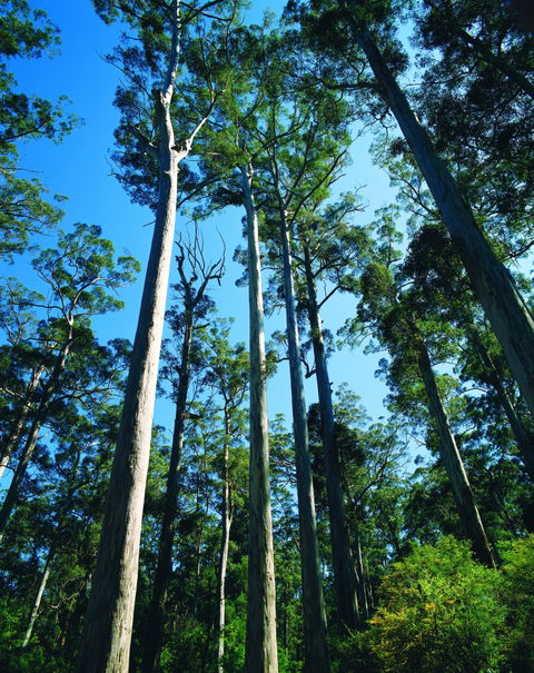 The Four Aces - E Caravan Parks 0