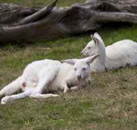 Yarra Valley Nocturnal Zoo