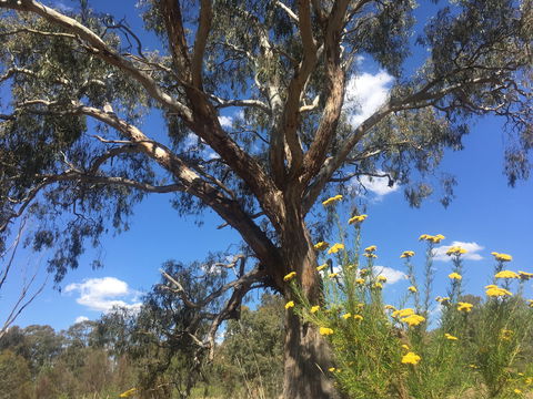 Euroa Arboretum - E Caravan Parks 0
