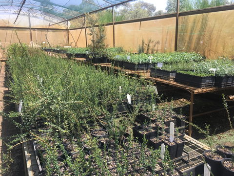 Euroa Arboretum - E Caravan Parks 1