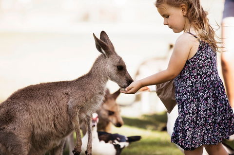 Oakvale Wildlife Park - E Caravan Parks 1