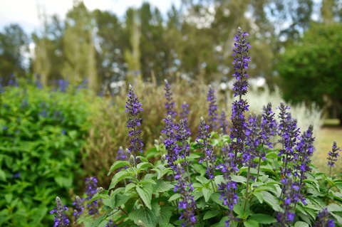 Picton Botanic Gardens - E Caravan Parks 1