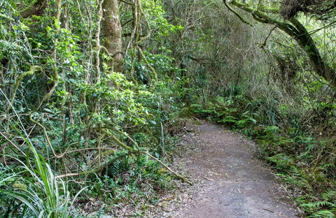 Rainforest Walking Track, Roberston Nature Reserve - E Caravan Parks 0