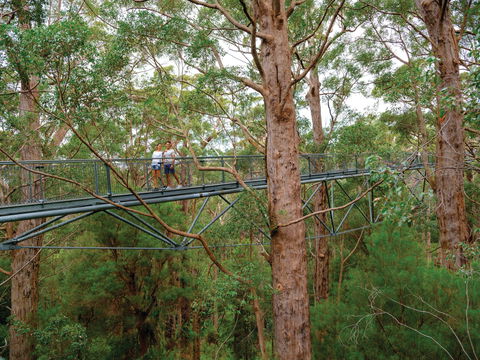 Valley Of The Giants Tree Top Walk - E Caravan Parks 1