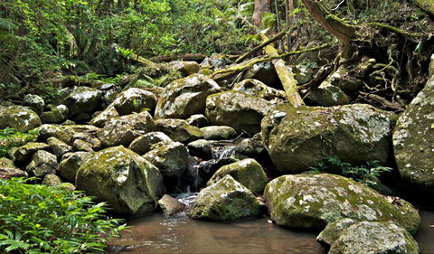 Booyong Walking Track - E Caravan Parks 0