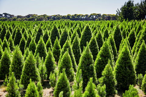 Christmas Tree Farm - E Caravan Parks 0