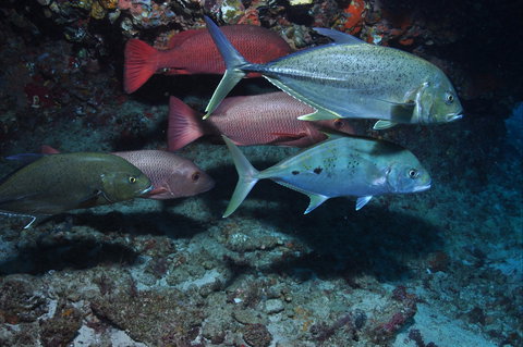 Hiros Cave And The Tubes - E Caravan Parks 0