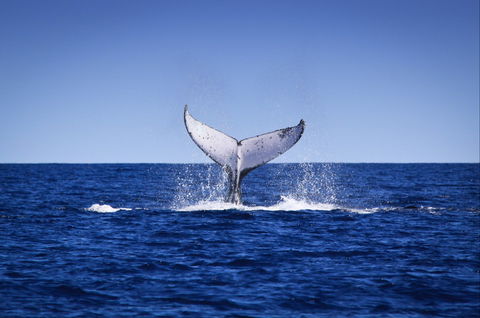 Humpback Whales - E Caravan Parks 0