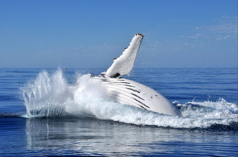 Humpback Whales - E Caravan Parks 1