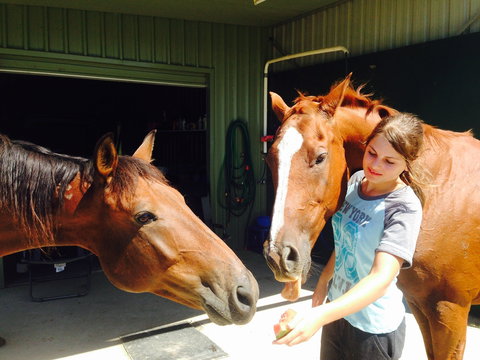 Iris Lodge Alpacas - E Caravan Parks 0