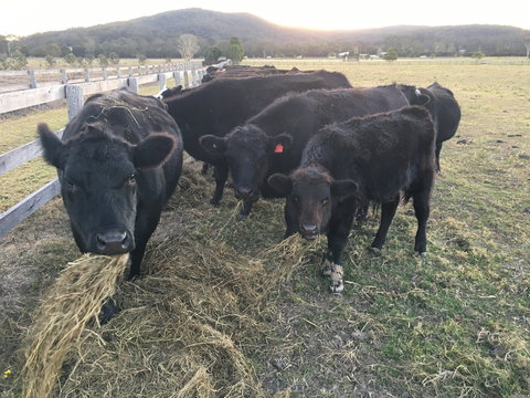 Iris Lodge Alpacas - E Caravan Parks 1