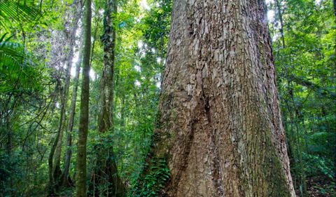 Murray Scrub Walking Track - E Caravan Parks 0