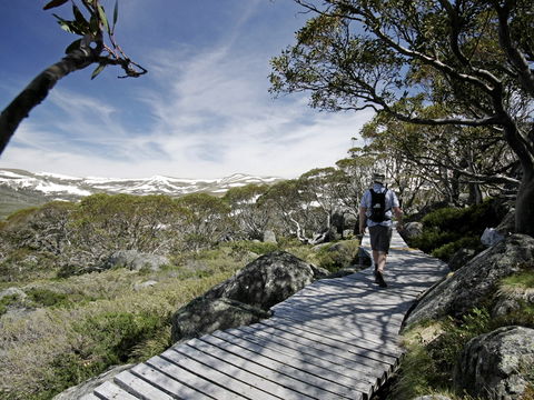 Snow Gums Boardwalk - E Caravan Parks 0