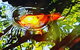 The Fernery At Diamond Waters - thumb 2