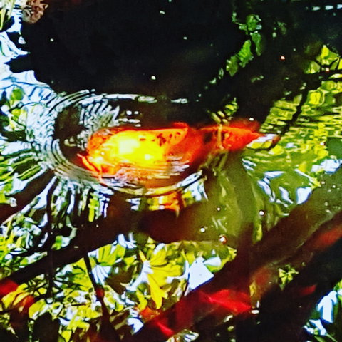 The Fernery At Diamond Waters - E Caravan Parks 2
