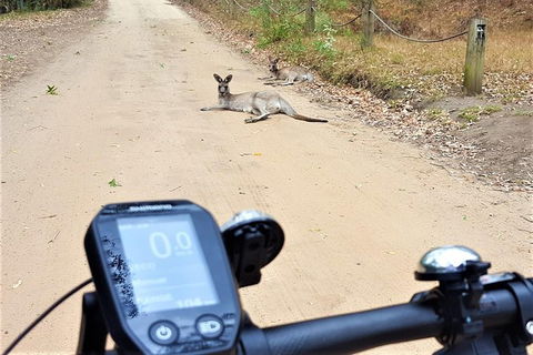 Blue Labyrinth Tour: Sydney Blue Mountains By E-Bike - E Caravan Parks 4