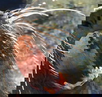 Narooma and Tilba Valley Private Tour - E Caravan Parks