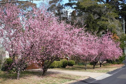 Blue Mountains - E Caravan Parks 5