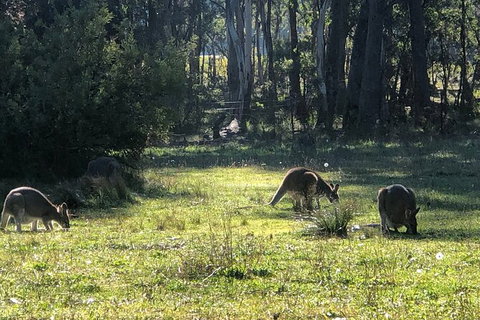 Jenolan Caves Blue Mountains And Kanangra Walls Look Out 4WD Day Tour - E Caravan Parks 2