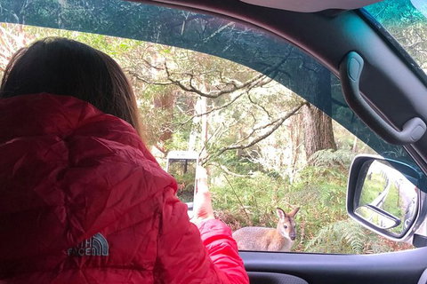 Jenolan Caves Blue Mountains And Kanangra Walls Look Out 4WD Day Tour - E Caravan Parks 9