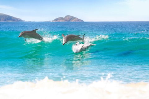 Tea Gardens And Hawks Nest Beach Bus Guided Tour - E Caravan Parks 7