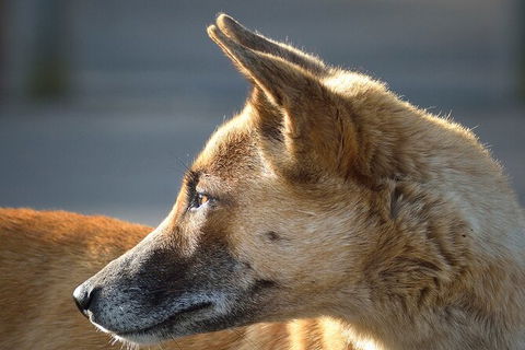 Tea Gardens And Hawks Nest Beach Bus Guided Tour - E Caravan Parks 4