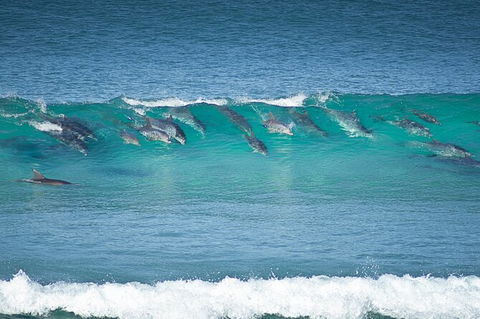 Tea Gardens And Hawks Nest Beach Bus Guided Tour - E Caravan Parks 13