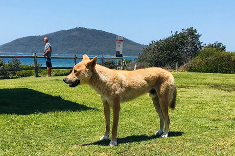 Tea Gardens And Hawks Nest Beach Bus Guided Tour - E Caravan Parks 5