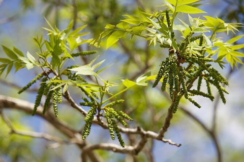 Pecan Farm Tour And Workshop, Byron Bay Hinterland - E Caravan Parks 2