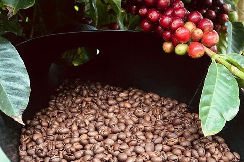 Coffee Farm Tour And Workshop, Byron Bay Hinterland - E Caravan Parks 1