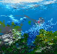 Full Day Snorkel In The Great Barrier Reef - E Caravan Parks