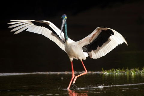 Daintree River - Private Photography Cruise - E Caravan Parks 0