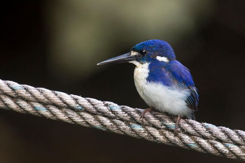 Daintree River - Private Photography Cruise - E Caravan Parks 1