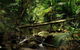 Daintree Discovery Centre Family Pass Ticket - thumb 5