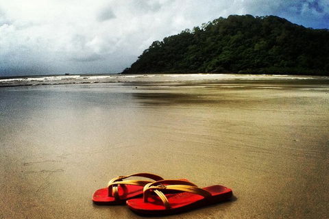 Daintree And Cape Tribulation Full Day Guided Tour - E Caravan Parks 7