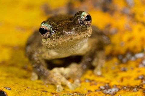 Daintree And Cape Tribulation Full Day Guided Tour - E Caravan Parks 9