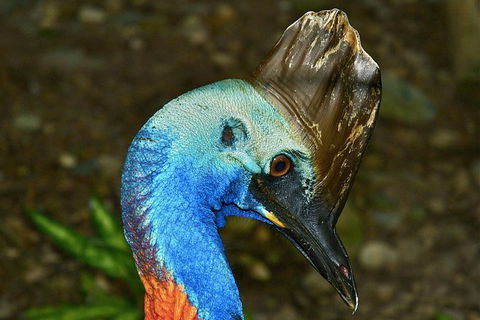 Daintree And Cape Tribulation Full Day Guided Tour - E Caravan Parks 3