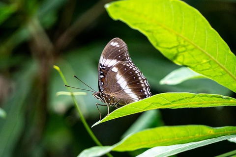 Daintree And Cape Tribulation Full Day Guided Tour - E Caravan Parks 6