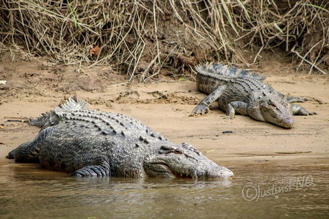 Daintree And Cape Tribulation Full Day Guided Tour - E Caravan Parks 2