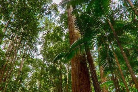 3-Day Fraser Island Hiking And 4WD Adventure From Hervey Bay - E Caravan Parks 1
